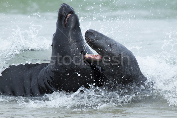 Two fighting grey seals Stock photo © michaklootwijk