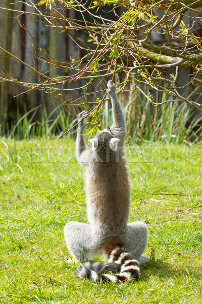 Ring-tailed lemur  Stock photo © michaklootwijk