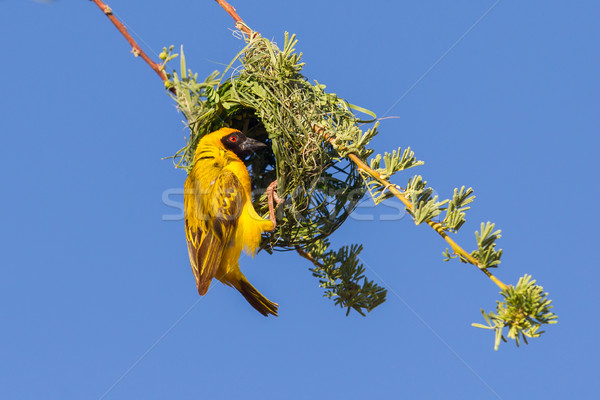 Southern Yellow Masked Weaver  Stock photo © michaklootwijk