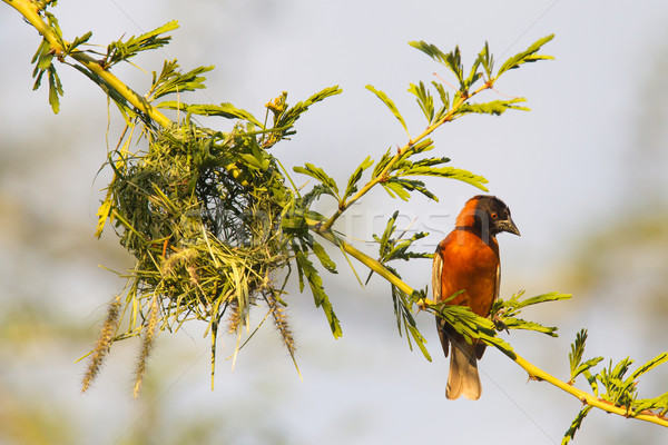 Southern Red Bishop busy building a nest Stock photo © michaklootwijk