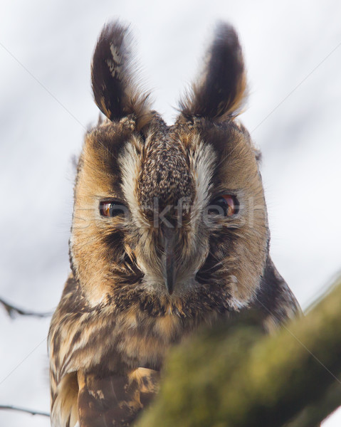 Longo coruja árvore natureza pássaro animal Foto stock © michaklootwijk