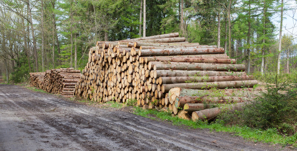 Stacked timber in a dutch forrest Stock photo © michaklootwijk