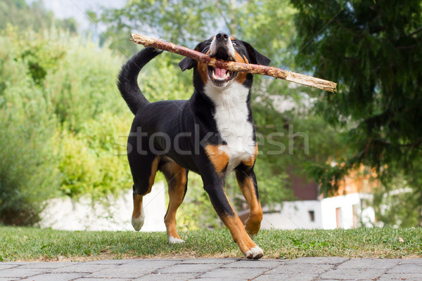 Sennenhund playing with long branch Stock photo © michaklootwijk