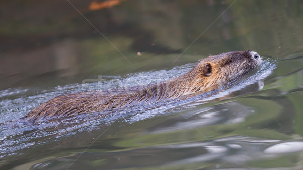 Stock photo: Myocastor coypus, single mammal