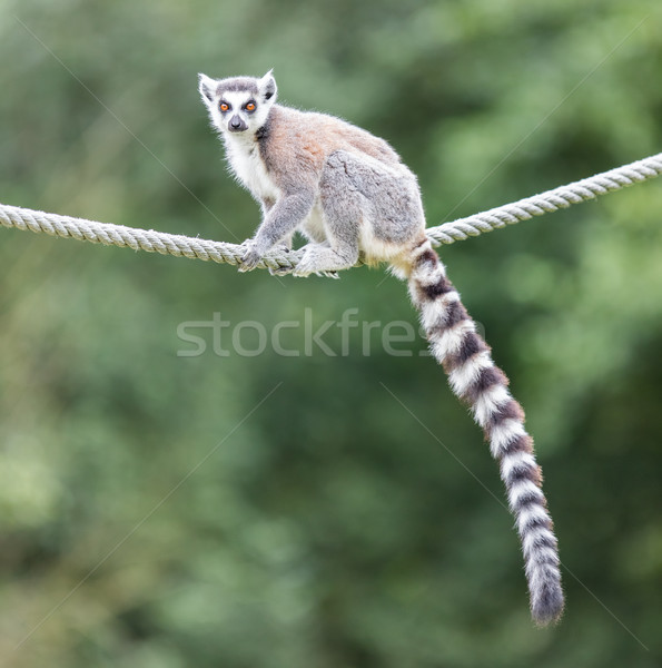 Ring-tailed lemur (Lemur catta)  Stock photo © michaklootwijk