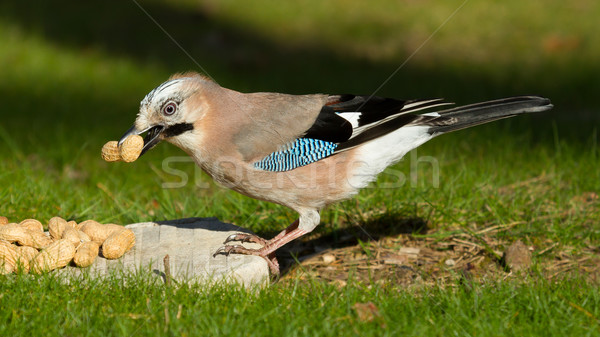 A Jay bird (Garrulus glandarius) Stock photo © michaklootwijk