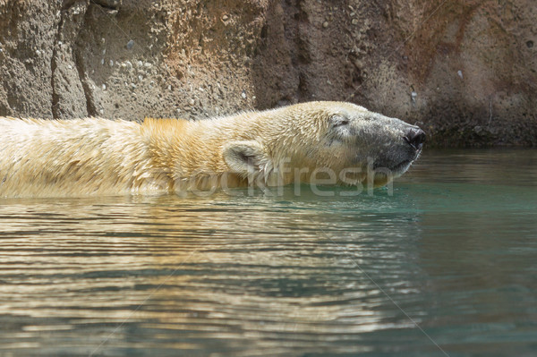 Close-up of a polarbear (icebear)  Stock photo © michaklootwijk