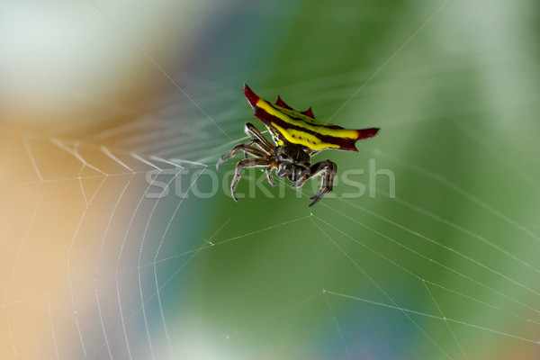 Horned spider (Gasteracantha doriae) in it's web Stock photo © michaklootwijk