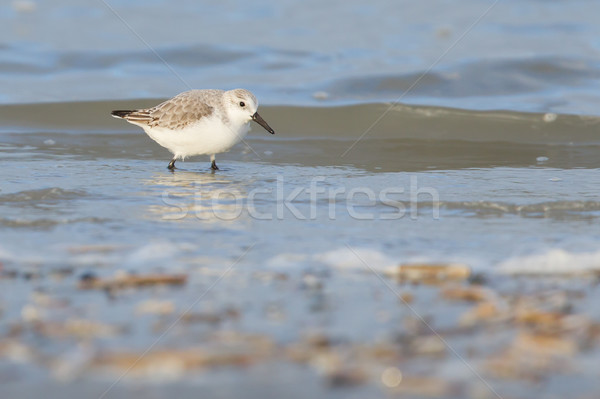 Zoeken voedsel zee oranje vogel zand Stockfoto © michaklootwijk