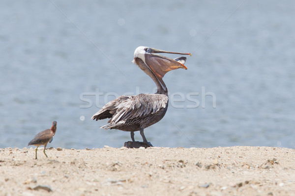 Brown pelican (Pelecanus occidentalis) with a fish in its pouch Stock photo © michaklootwijk
