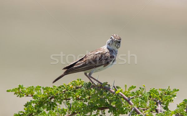 Small bird perched on a dry branch in Etosha Stock photo © michaklootwijk