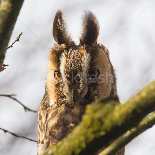 長 貓頭鷹 樹 性質 鳥 動物 商業照片 © michaklootwijk