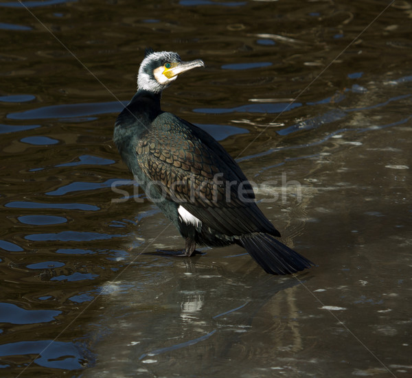 Stock photo: A cormorant