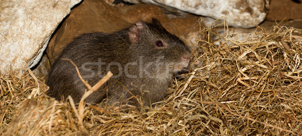 An eating wild guinea pig Stock photo © michaklootwijk