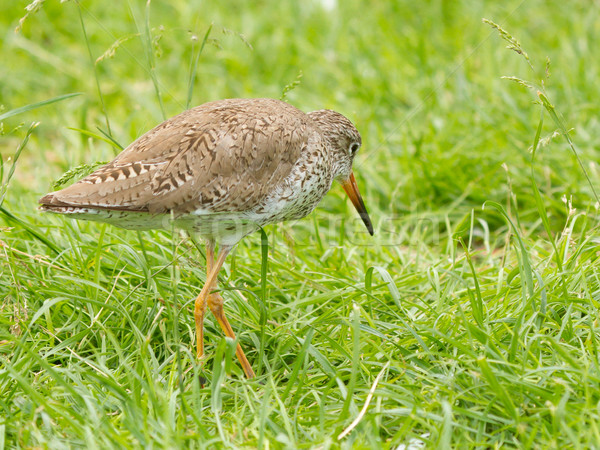 Redshank in the grass Stock photo © michaklootwijk