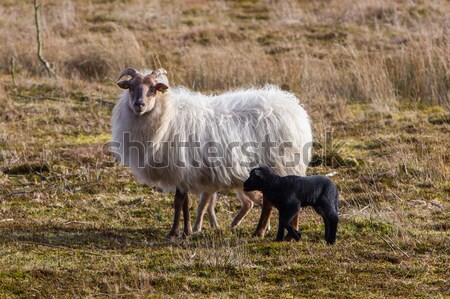 Adult sheep with black and white lamb Stock photo © michaklootwijk