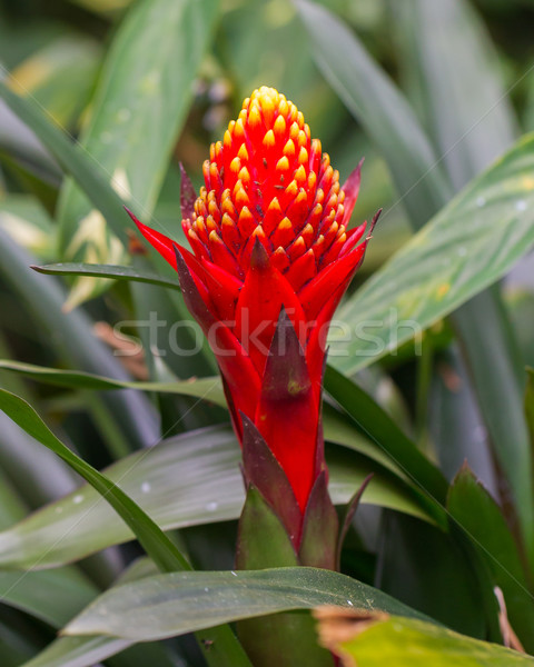 Red tropical flower Stock photo © michaklootwijk