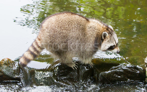 Volwassen wasbeer klein stream holland oog Stockfoto © michaklootwijk