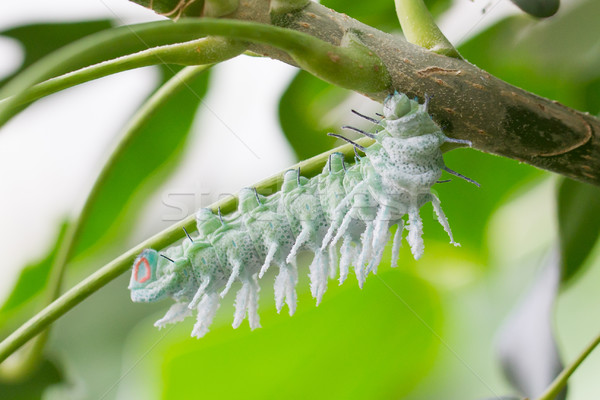 Atlas tırtıl ağaç kelebek böcek Stok fotoğraf © michaklootwijk