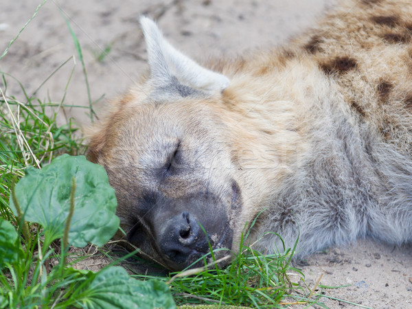 Hyena sleeping in the grass Stock photo © michaklootwijk