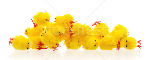 Overvloed Pasen kuikens selectieve aandacht geïsoleerd baby Stockfoto © michaklootwijk