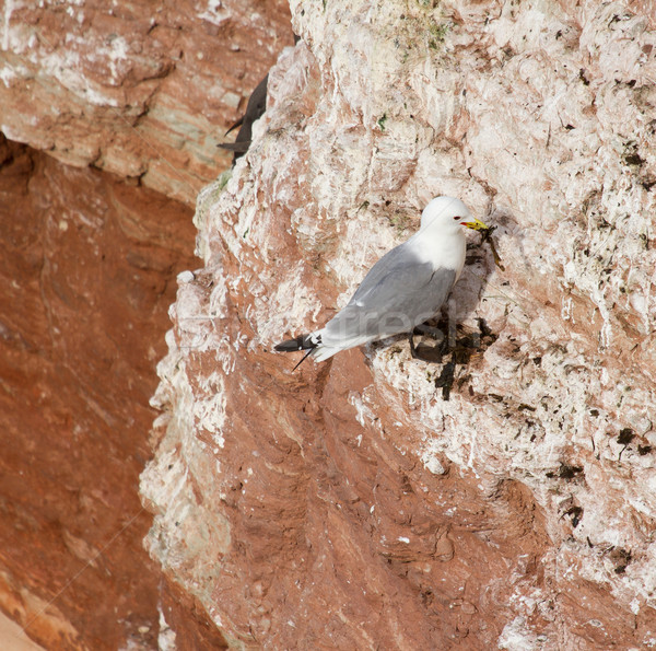 A pair of seagulls nesting  Stock photo © michaklootwijk