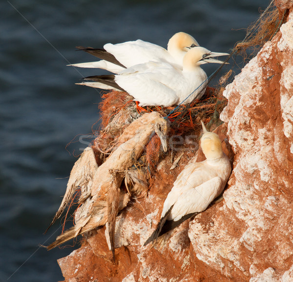 A deceased gannet Stock photo © michaklootwijk