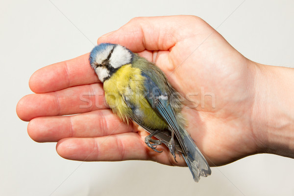 A deceased blue tit Stock photo © michaklootwijk