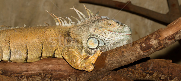 A green iguana Stock photo © michaklootwijk