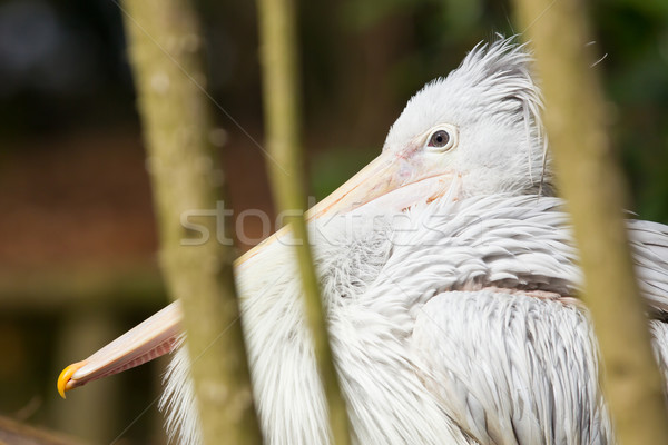 Pink-backed Pelican - Pelecanus rufescens Stock photo © michaklootwijk