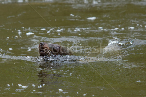 Sea lion in the water Stock photo © michaklootwijk