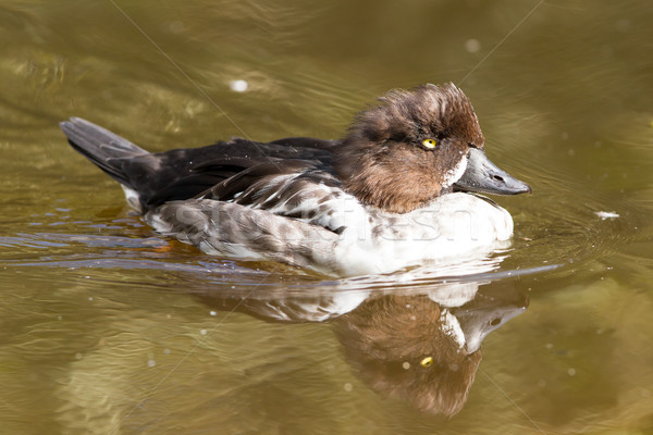 Swimming female tufted duck, changing it's plumage Stock photo © michaklootwijk