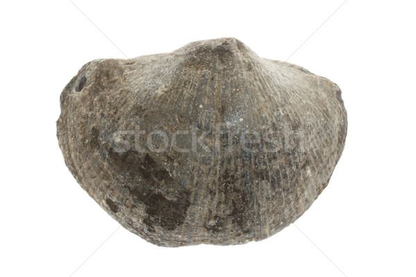 Large fossil shell  Stock photo © michaklootwijk
