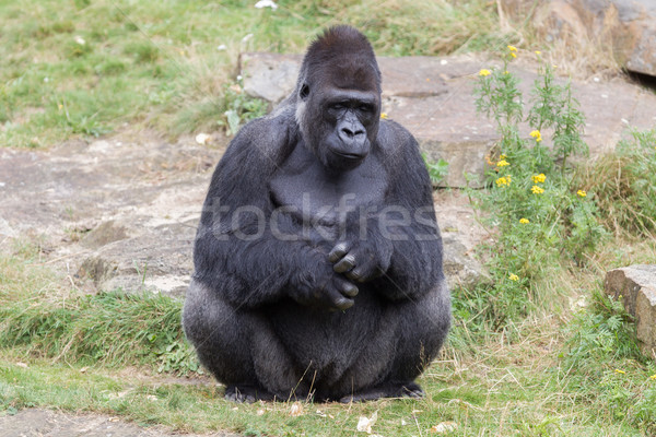 Stock photo: Silver backed male Gorilla