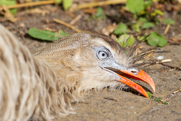 Red-legged seriema or crested cariama (Cariama cristata) Stock photo © michaklootwijk