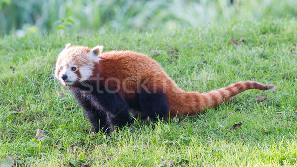 The Red Panda, Firefox or Lesser Panda Stock photo © michaklootwijk