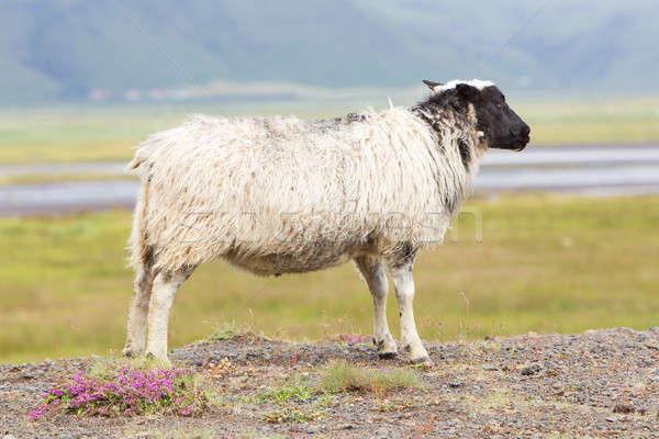 Single Icelandic sheep Stock photo © michaklootwijk