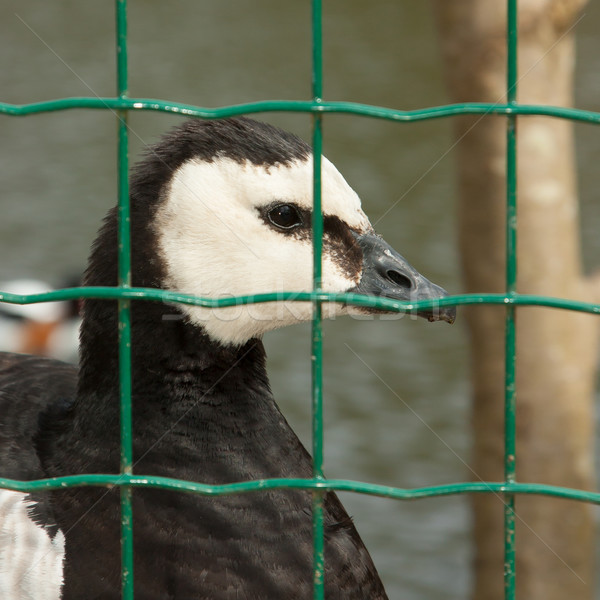 Gans Gefangenschaft holland Essen Vogel Stock foto © michaklootwijk