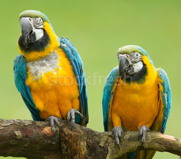 Close-up of two macaw parrots Stock photo © michaklootwijk