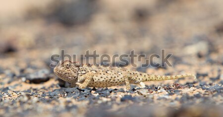 Chameleon охота пустыне Намибия глазах песок Сток-фото © michaklootwijk