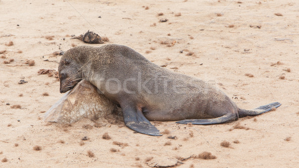 Blană sigila trece Namibia mare ocean Imagine de stoc © michaklootwijk