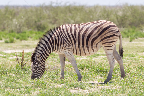Burchells zebra (Equus Burchelli) Stock photo © michaklootwijk