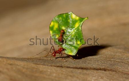 A leaf cutter ant Stock photo © michaklootwijk