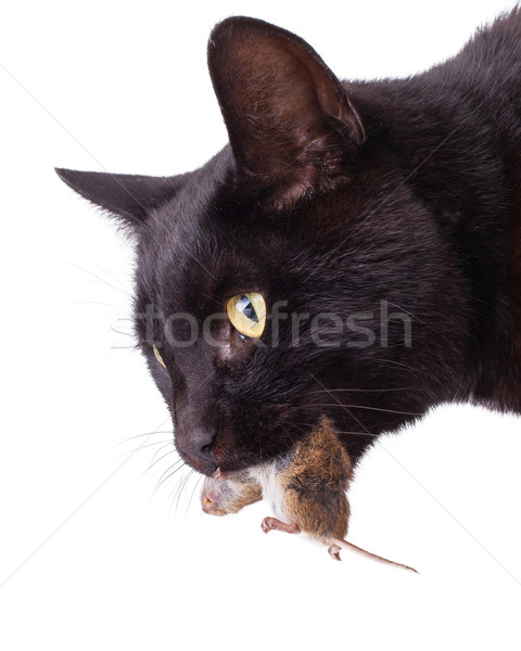 Black cat with his prey, a dead mouse Stock photo © michaklootwijk