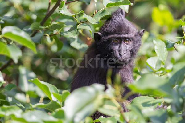 Young Celebes crested Macaque Stock photo © michaklootwijk