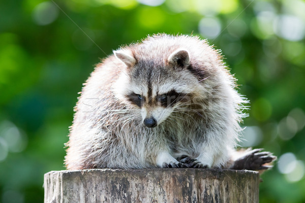 Adult racoon on a tree Stock photo © michaklootwijk