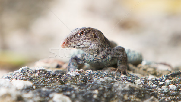 Foto stock: água · monitor · areia · foto · animal