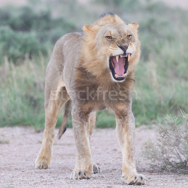 Stock foto: Löwen · Fuß · regnerisch · Ebenen · Gras · Natur