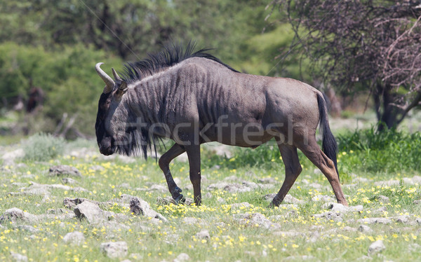Wildebeest walking the plains of Etosha National Park Stock photo © michaklootwijk