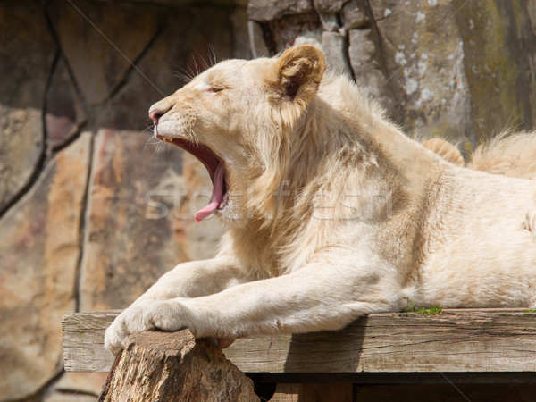 Female African white lion yawning Stock photo © michaklootwijk